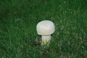 Mushroom 2